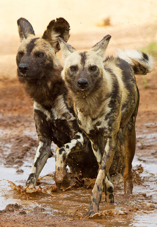 African wild dog (Lycaon pictus) drinking water from a muddy puddleの写真素材