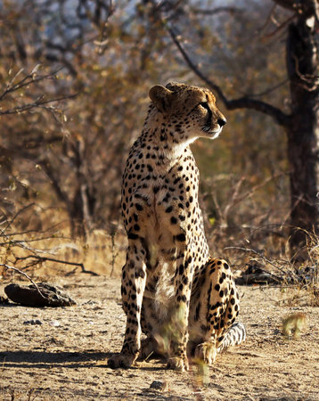 Cheetah (Acinonyx jubatus) in Namibiaの写真素材