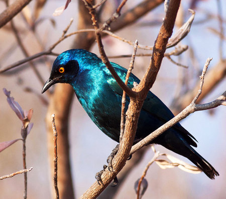 Superb starling (Lamprotornis superbus) sitting on a branchの写真素材