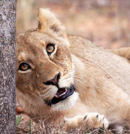 Lioness in Kruger National Park, South Africa ; Specie Panthera leo family of Felidaeの写真素材