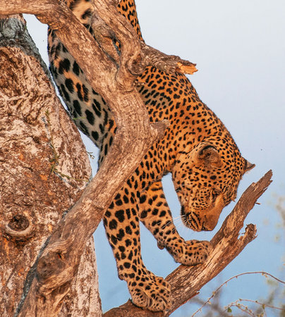Leopard on a branch in the Chobe National Park, Botswana.の写真素材