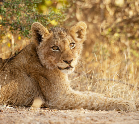 Lion cub in Kruger National Park, South Africa ; Specie Panthera leo family of Felidaeの写真素材