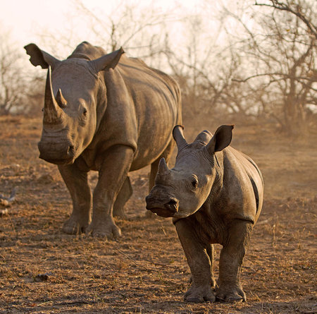 White rhinoceros (Ceratotherium simum)の写真素材