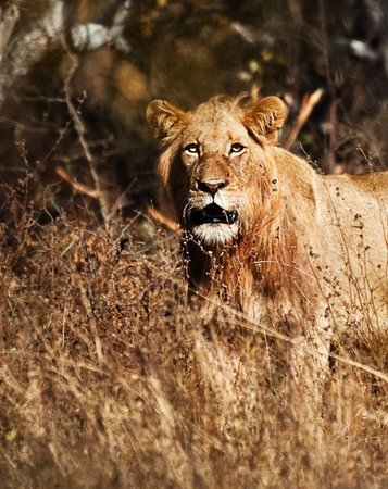 Lion in the Okavango Delta - Moremi National Park in Botswanaの写真素材