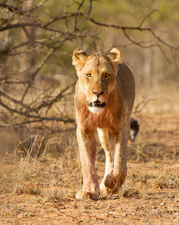 Lion in the Okavango Delta - Moremi National Park in Botswanaの写真素材