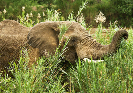 Elephant in Chobe National Park, Botswana, Africa.の写真素材