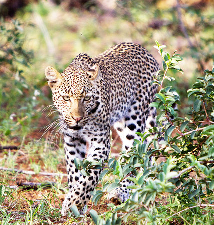 Leopard in the Okavango Delta - Moremi National Park in Botswanaの写真素材