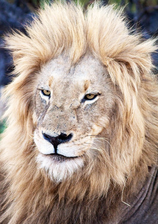 Portrait of a male lion (Panthera leo)の写真素材