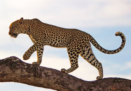 Leopard walking on tree in Serengeti National Park, Tanzaniaの写真素材
