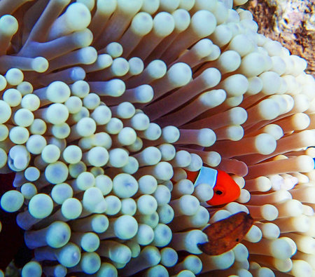 Clown anemonefish in anemone, Philippines.の写真素材