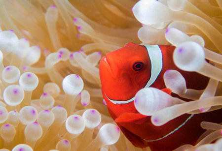 Clown anemonefish in a sea anemone.の写真素材
