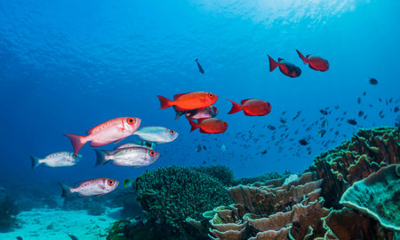 A school of red snapper on a tropical coral reef in Thailandの写真素材