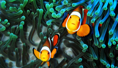 Clown anemonefish (Amphiprion percula)の写真素材