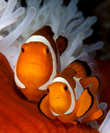Clown anemonefish (Amphiprion percula)の写真素材
