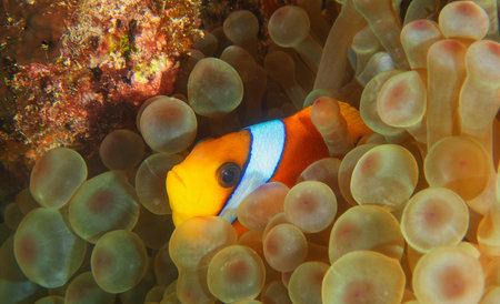 Clown anemonefish (Amphiprion bicinctus)の写真素材