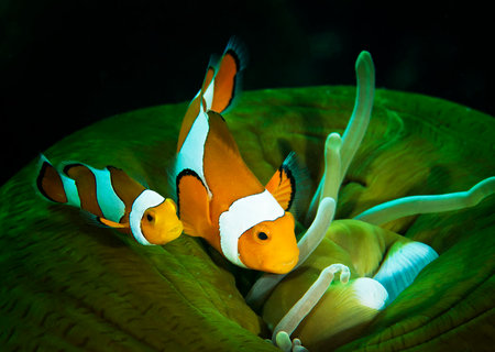 Clown anemonefish in the sea anemone.の写真素材