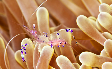 Close-up of a shrimp on anemone in the Philippinesの写真素材