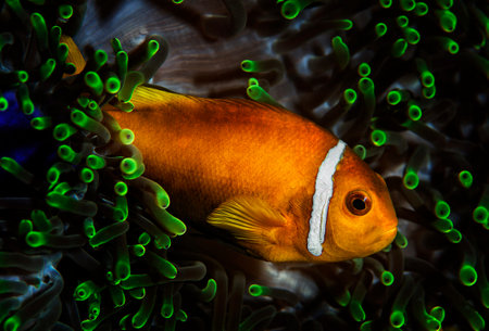 Clown anemonefish (Amphiprion ocellaris)の写真素材