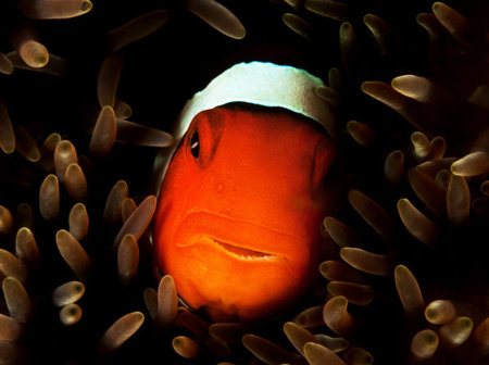 Clown anemonefish (Amphiprion percula)の写真素材