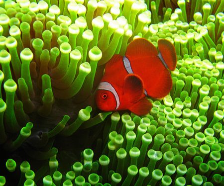 Clown anemonefish (Amphiprion ocellaris)の写真素材