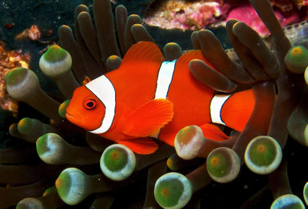 Clown anemonefish (Amphiprion ocellaris)の写真素材