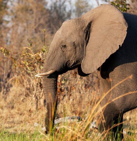 Elephant in Chobe National Park, Botswana, Africa.の写真素材