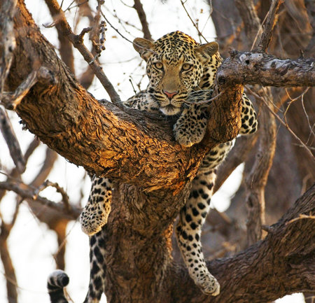 Leopard in a tree in the Okavango Delta, Botswana.の写真素材
