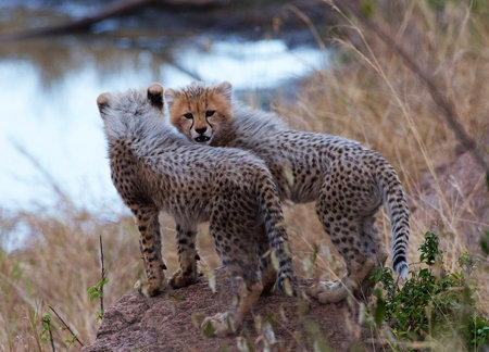 Cheetah cubs looking at camera in Kruger National Park, South Africa ; Specie Acinonyx jubatus family of Felidaeの写真素材
