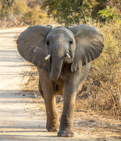 African Elephant (Loxodonta africana), Kruger National Park, South Africaの写真素材