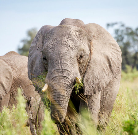 Elephant in the Okavango Delta - Moremi National Park in Botswanaの写真素材