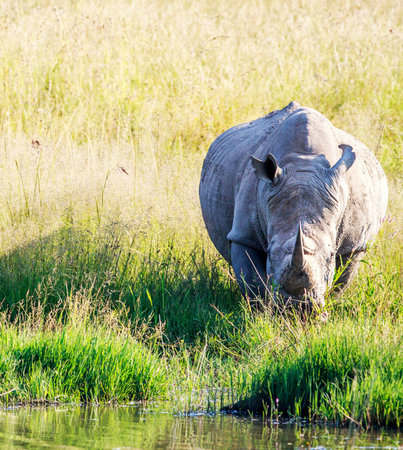 White rhinoceros in the Moremi Game Reserve (Okavango River Delta), National Park, Botswanaの写真素材