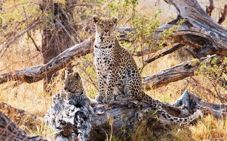 Cheetah sitting on a tree in the Okavango Delta, Botswana.