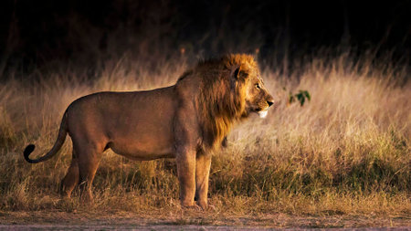 Male lion in the savannah of Masai Mara National Park in Kenyaの写真素材