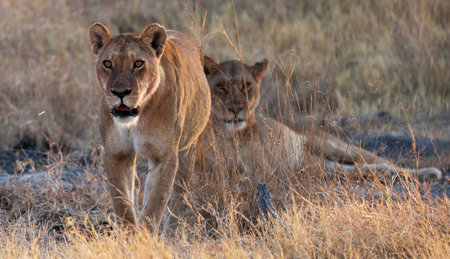 Lioness and lion cubs in the Okavango Delta, Botswanaの写真素材