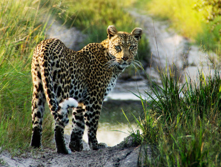Leopard in the Okavango Delta - Moremi National Park in Botswanaの写真素材
