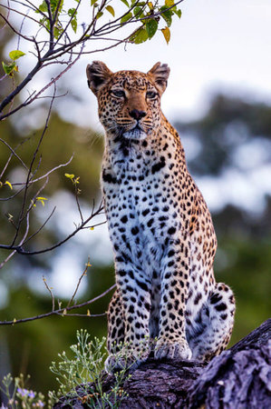 Leopard sitting on a tree in the Okavango Delta, Botswana.の写真素材