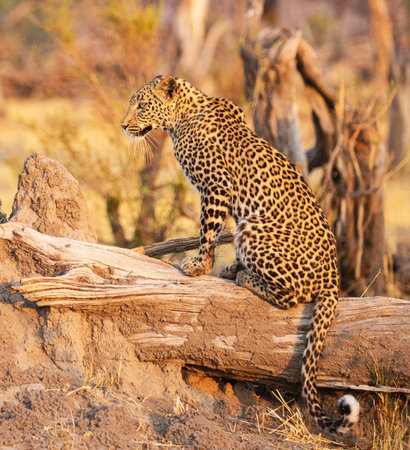 Leopard sitting on a log in the Kruger National Park, South Africa.の写真素材