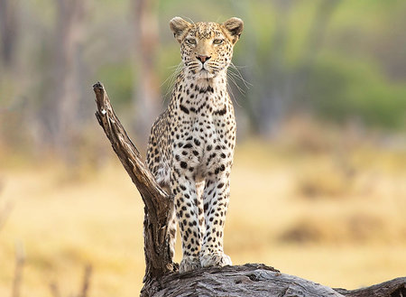 Cheetah sits on a tree in the Okavango Delta, Botswana.の写真素材