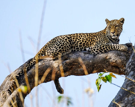 Leopard lying on a tree in the Okavango Delta, Botswanaの写真素材