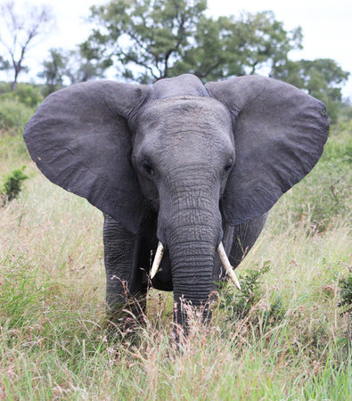 Elephant in the Moremi Game Reserve (Okavango River Delta), National Park, Botswanaの写真素材