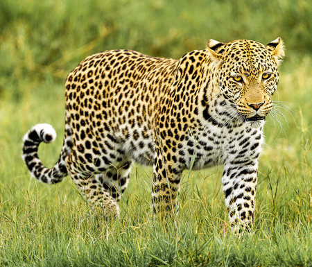 Leopard in Maasai Mara National Park in Kenya, Africaの写真素材