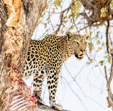 Leopard in the Okavango Delta - Moremi National Park in Botswana