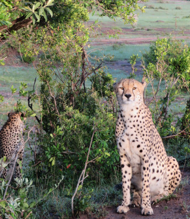 Cheetah in Maasai Mara National Park in Kenya, Africaの写真素材