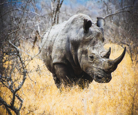 White rhinoceros in Kruger National Park, South Africaの写真素材