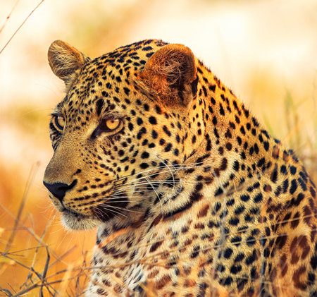 Leopard in the Okavango Delta - Moremi National Park in Botswanaの写真素材