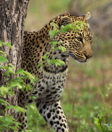 Leopard in the Okavango Delta - Moremi National Park in Botswanaの写真素材