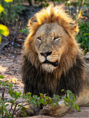 Male lion in the Kruger National Park, South Africa; Specie Panthera leo family of Felidaeの写真素材