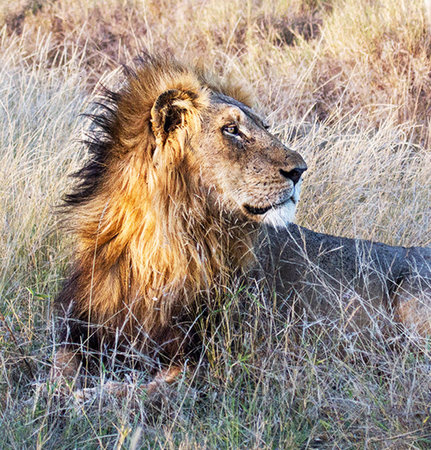 Lion in Maasai Mara National Park in Kenya, Africaの写真素材