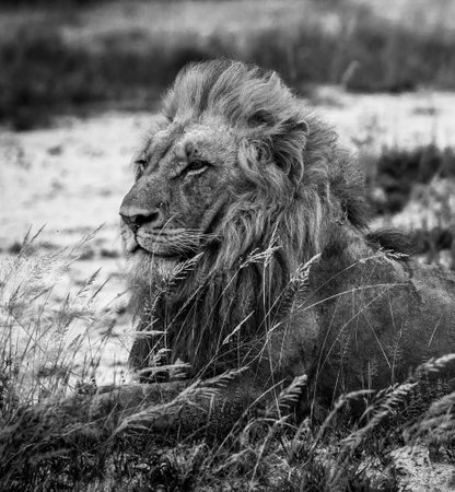Lion in the Etosha National Park, Namibia.の写真素材