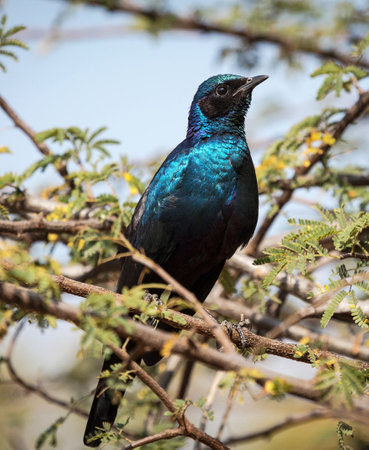 Superb Starling, Lamprotornis superbus, single bird on branch, South Africaの写真素材